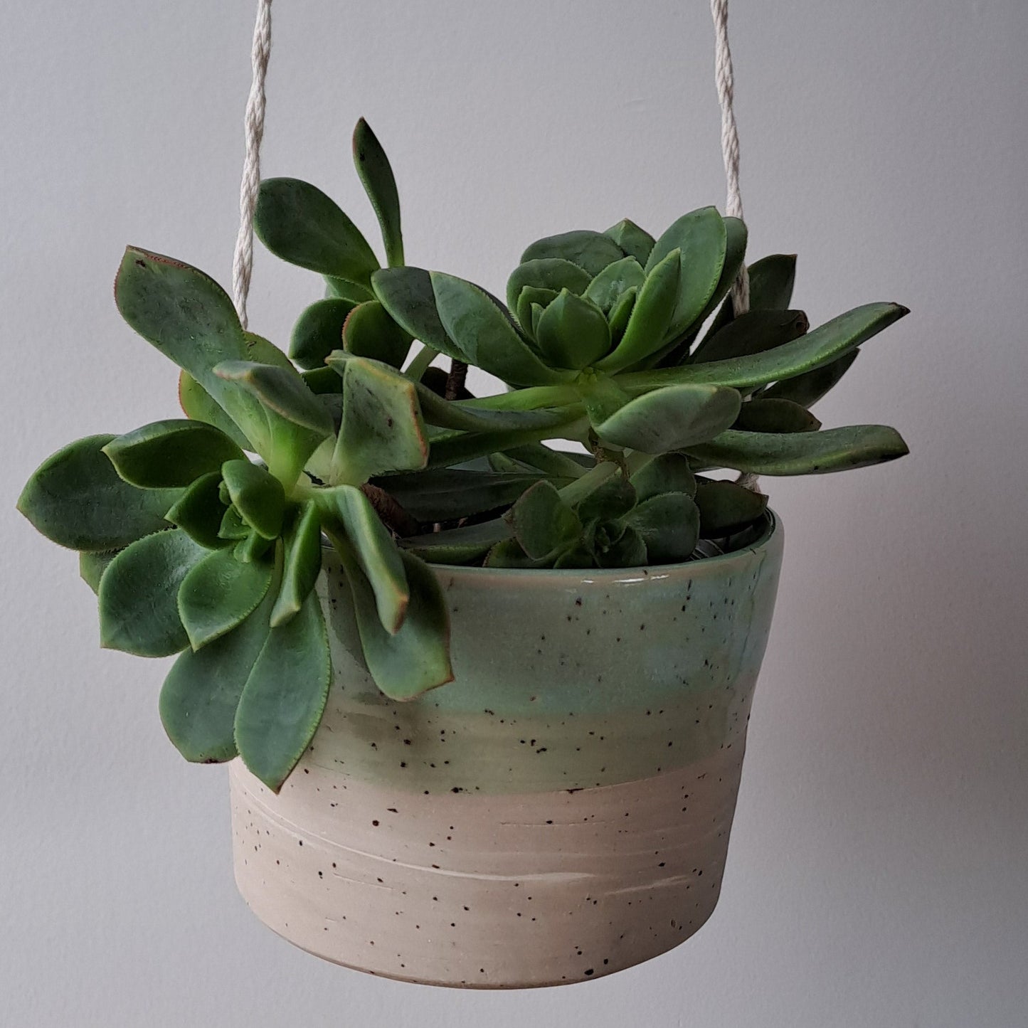 Ceramic speckled planter with blue green glaze and small potted plant