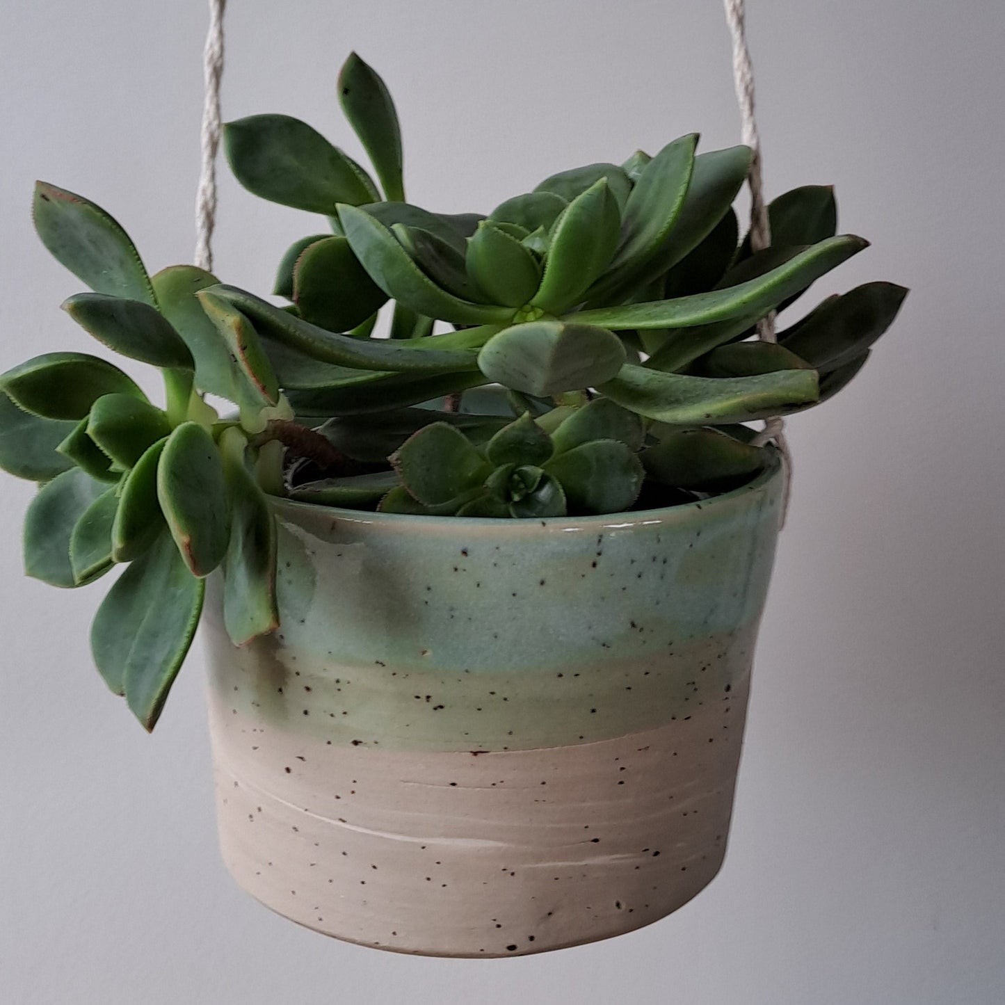 Ceramic speckled planter with blue green glaze and small potted plant
