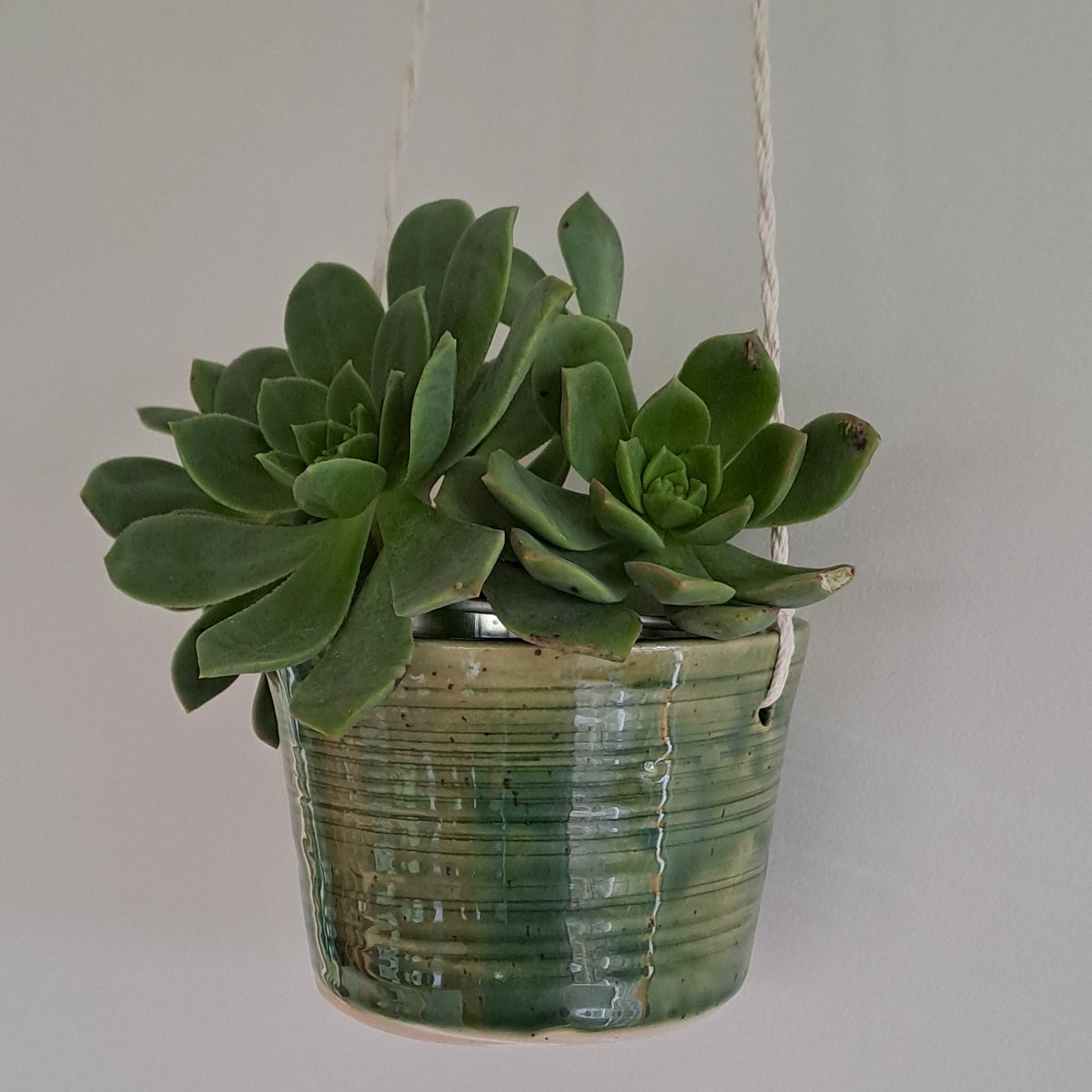 Small green potted plant in a speckled stoneware ceramic planter with jade glaze