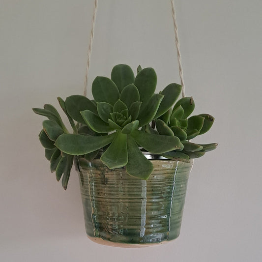 Small potted plant in a speckled stoneware ceramic planter with jade glaze