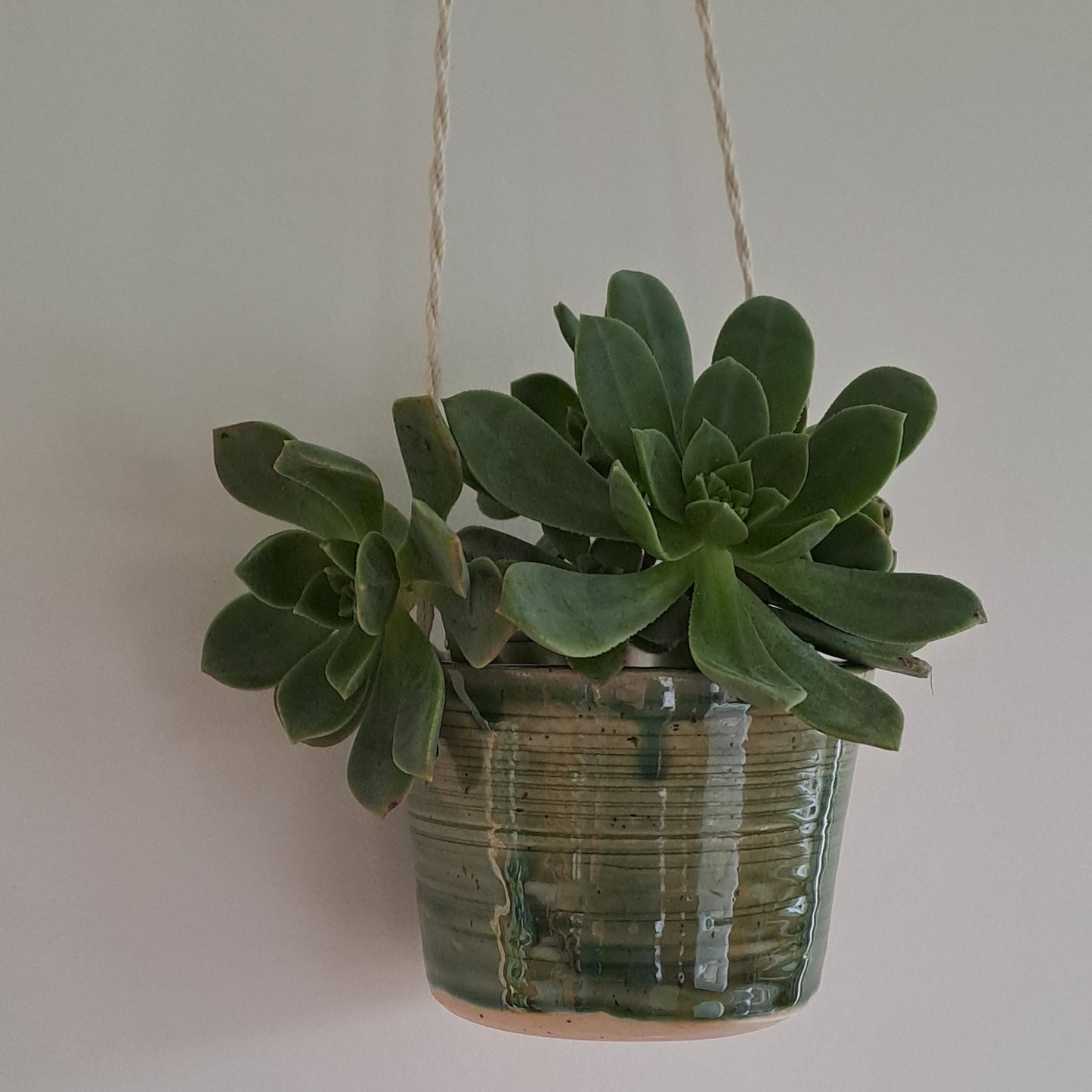 Small potted plant in a speckled stoneware ceramic planter with jade glaze