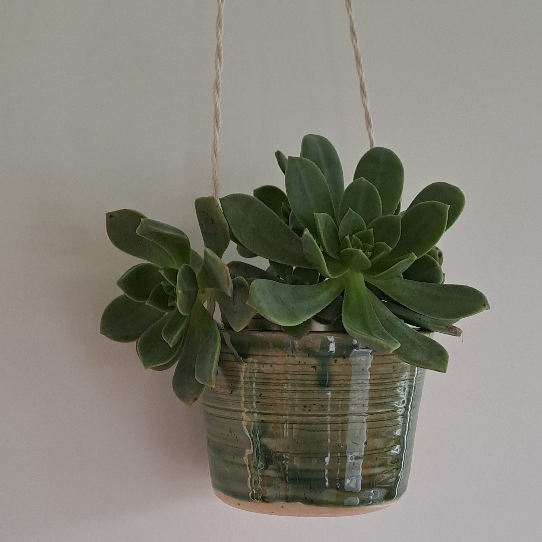 Small potted plant in a speckled stoneware ceramic planter with jade glaze